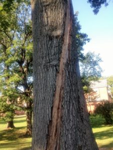 photo of tree damaged by lightening
