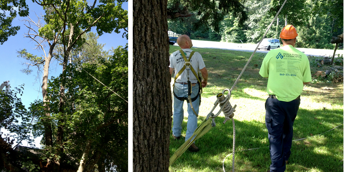 Tree Removal Griswold CT