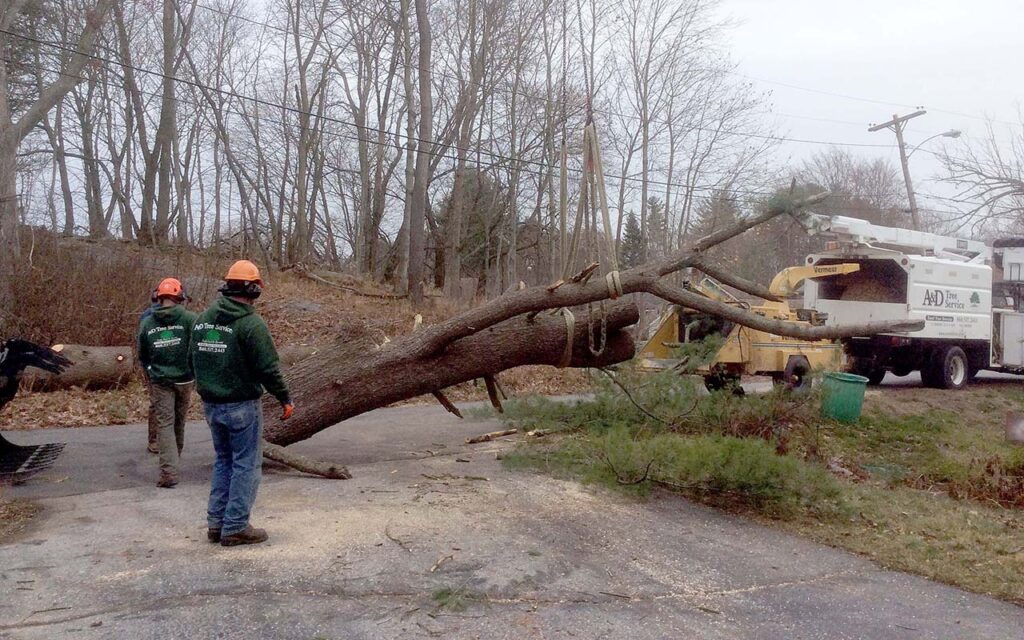 Tree Removal Jacksonville Fl